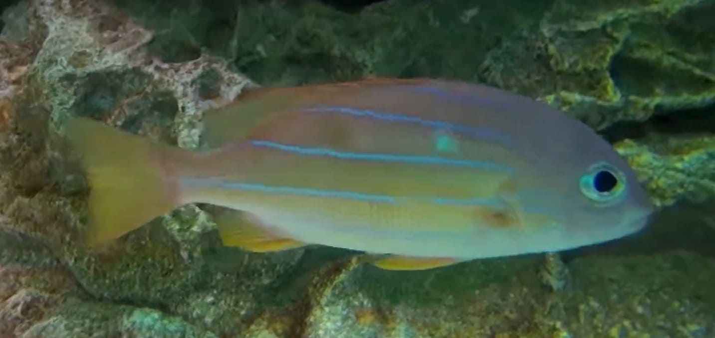 Five-lined snapper
