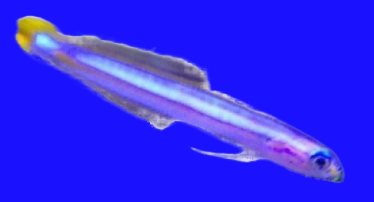 Flagtail dartfish