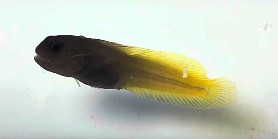 Flame tail blenny