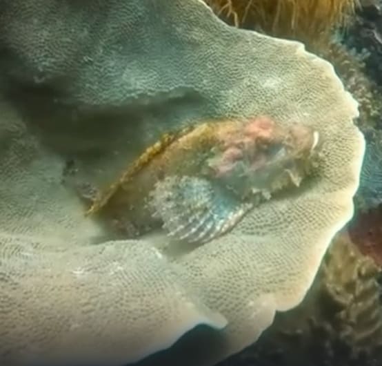Flasher scorpionfish