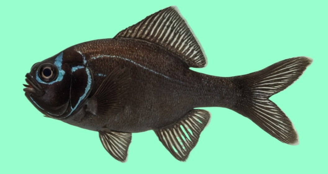 Flashlight fish