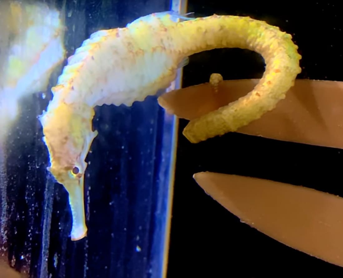 Flat-faced seahorse
