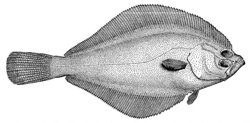 Flathead flounder