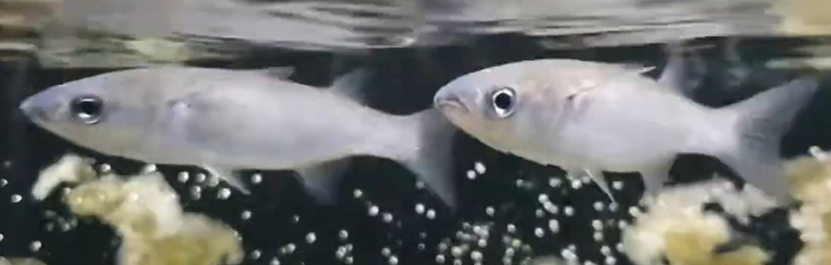 Flathead grey mullet