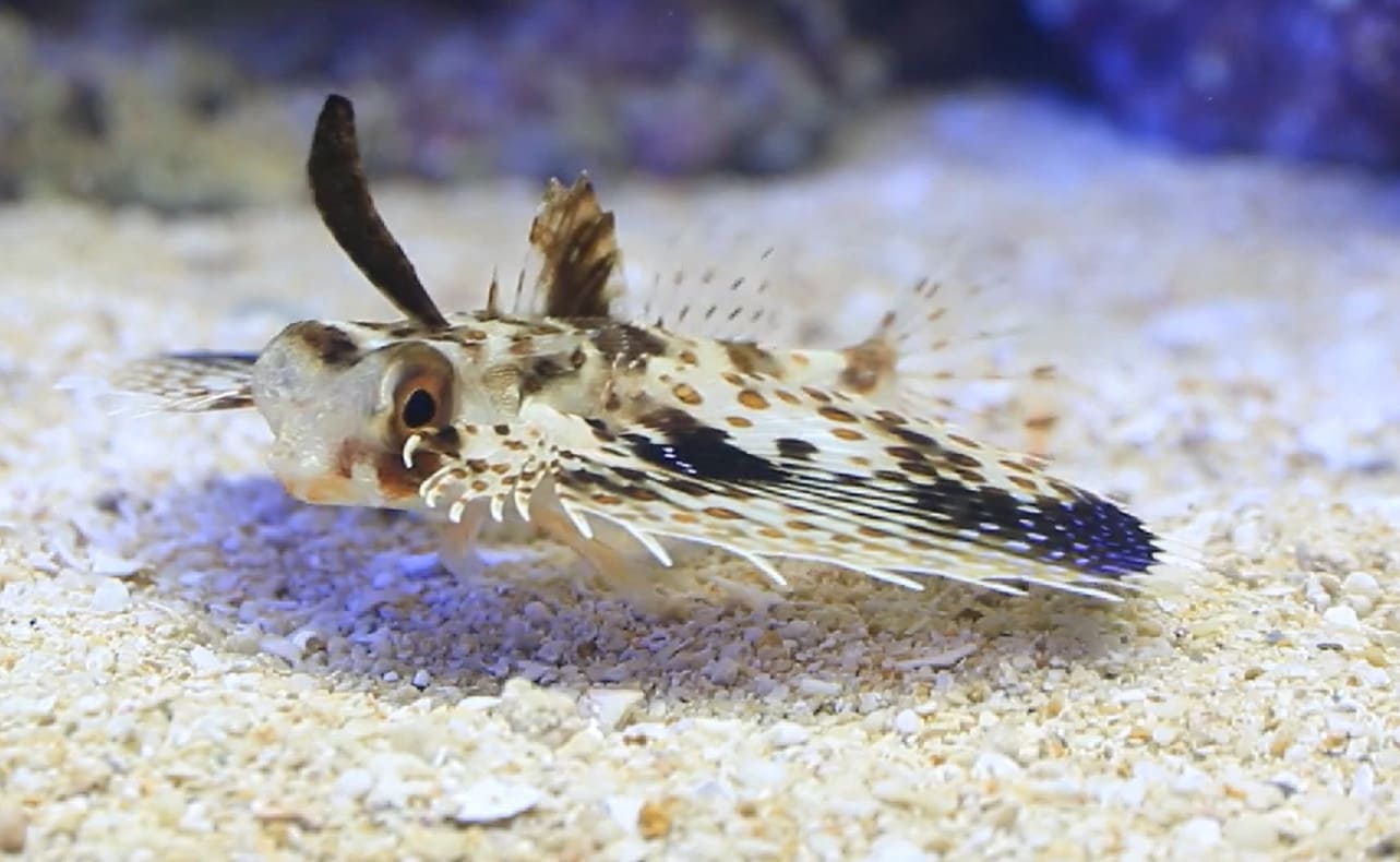 Flathead helmet gurnard