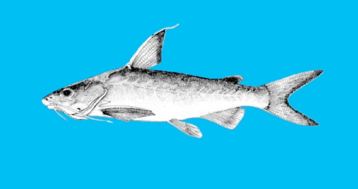Fleshysnout catfish