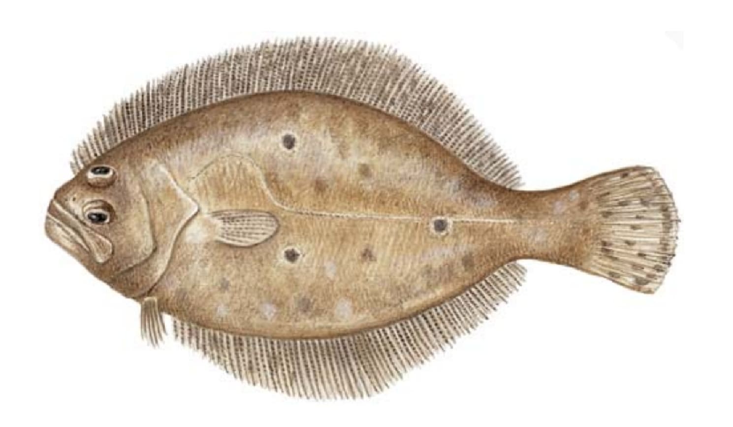 Flounder, Gulf