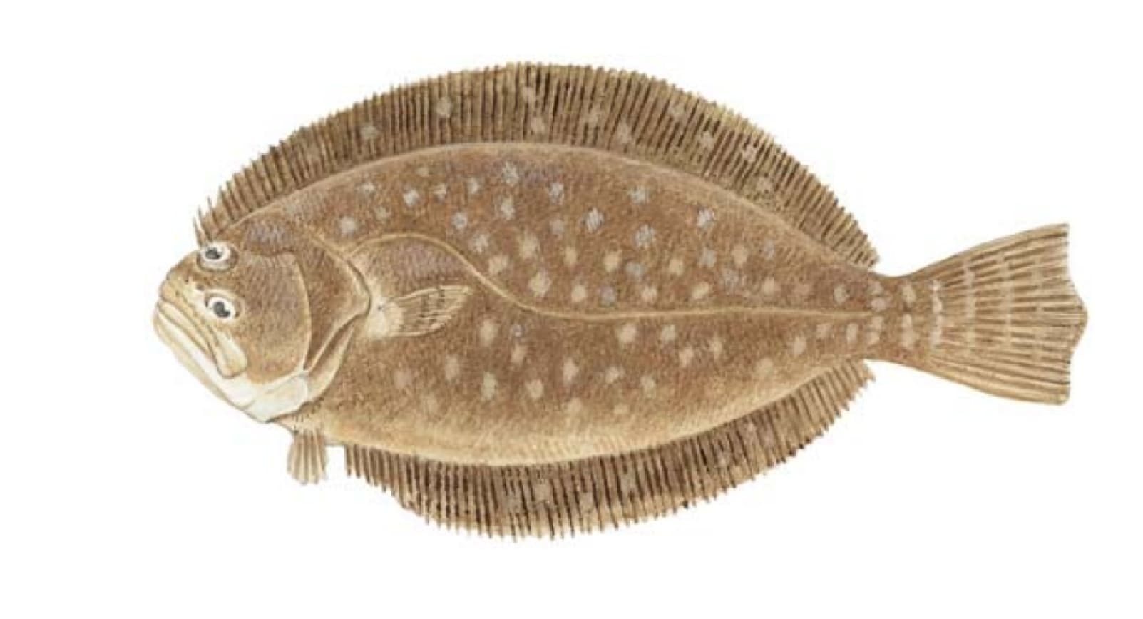 Flounder, Southern