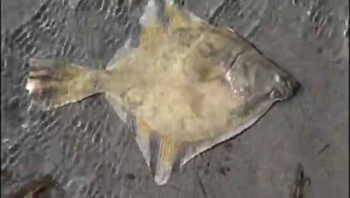 Flounder, Starry