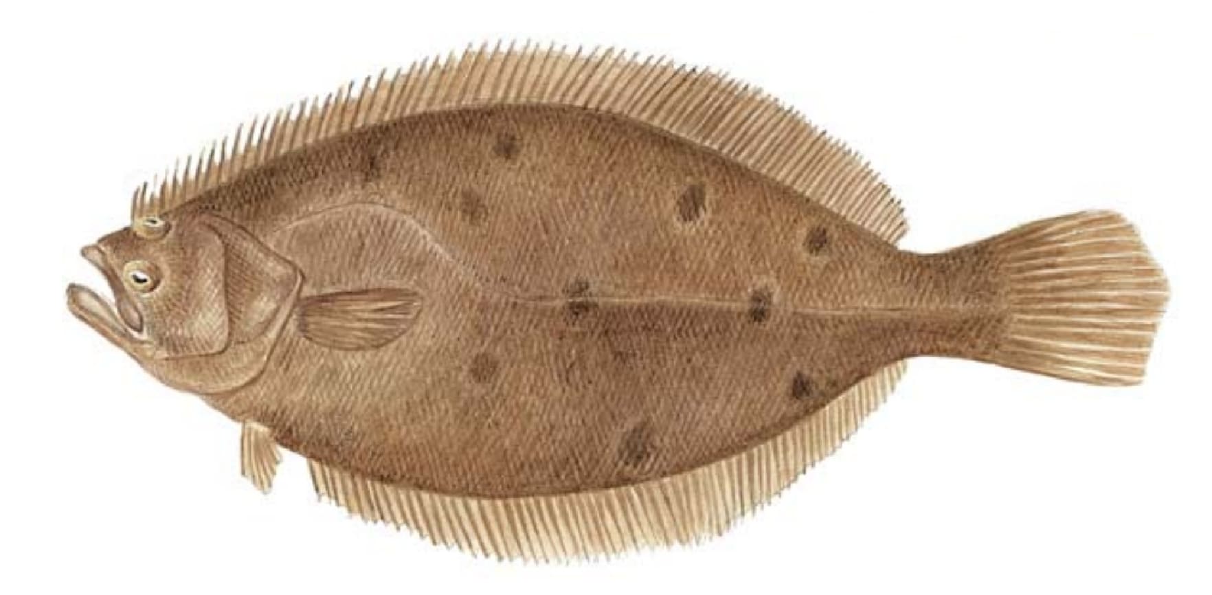 Flounder, Summer