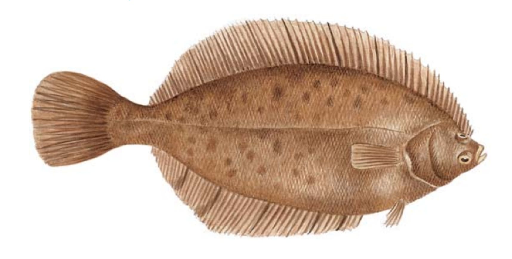 Flounder, Winter