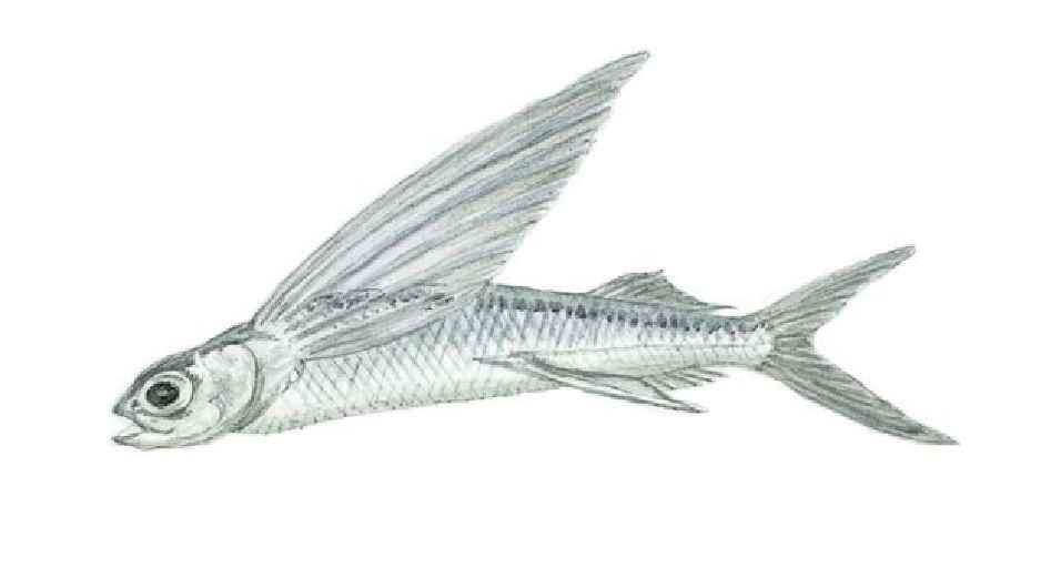 Flyingfish, Atlantic Flyingfish