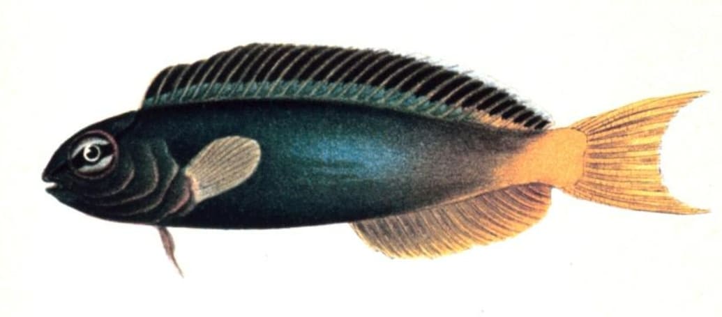Forktail blenny