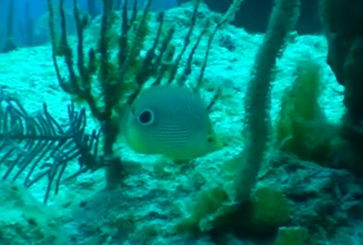 Foureye butterflyfish