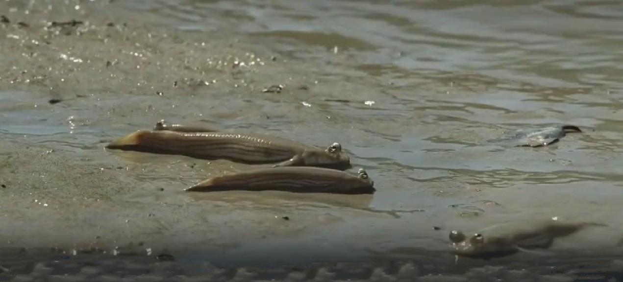 Finescaled four-eyed fish