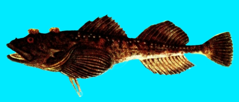 Fourhorn sculpin