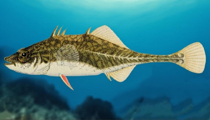 Fourspine stickleback