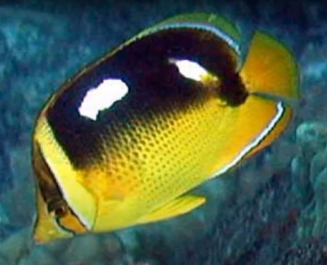 Fourspot butterflyfish