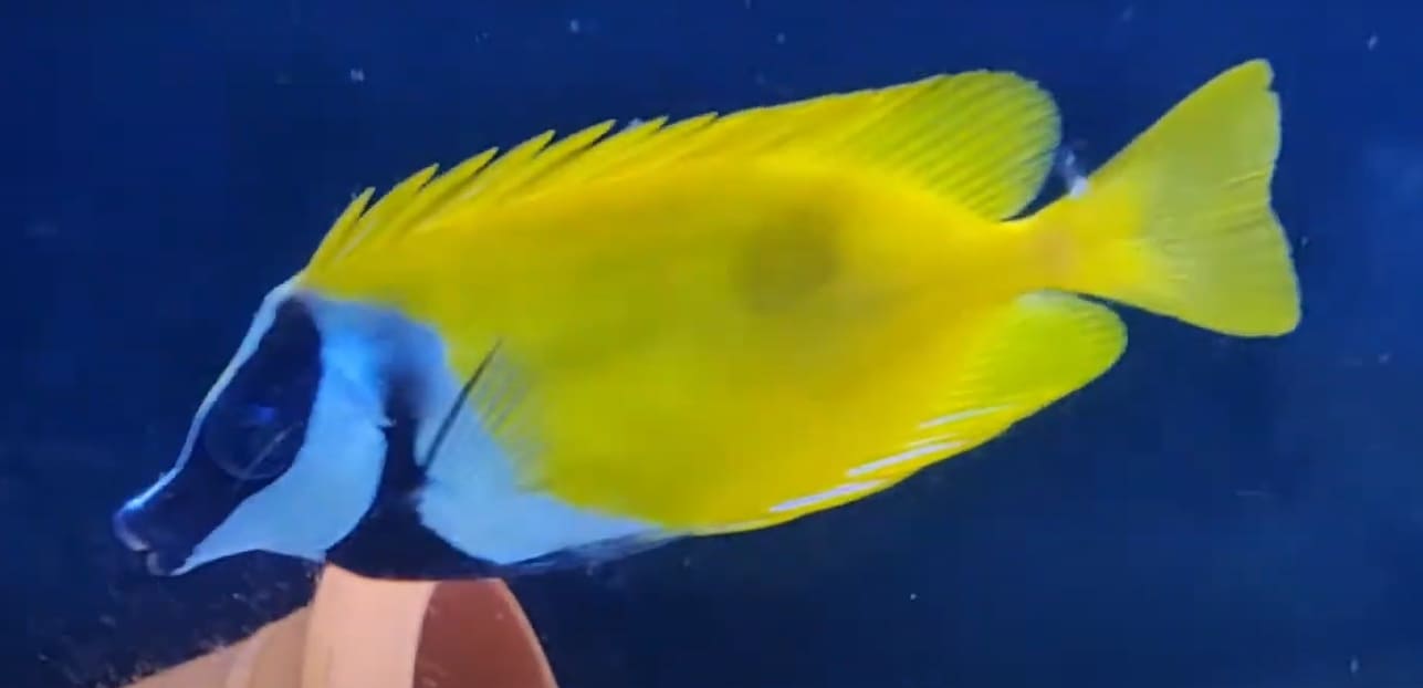 Foxface rabbitfish