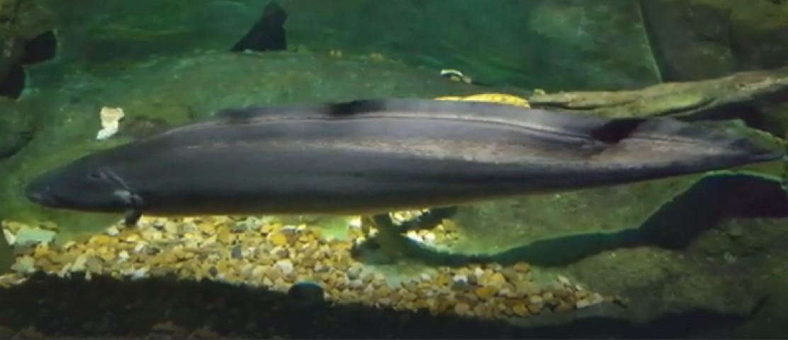 Frankfish