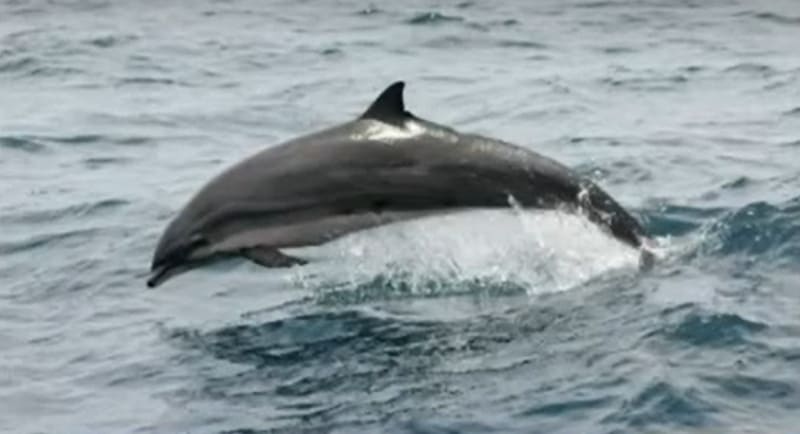 Fraser's dolphin