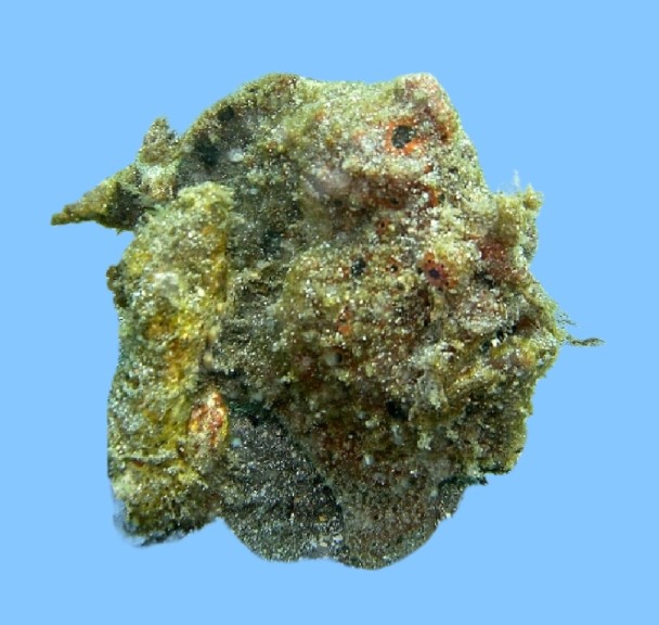 Freckled frogfish