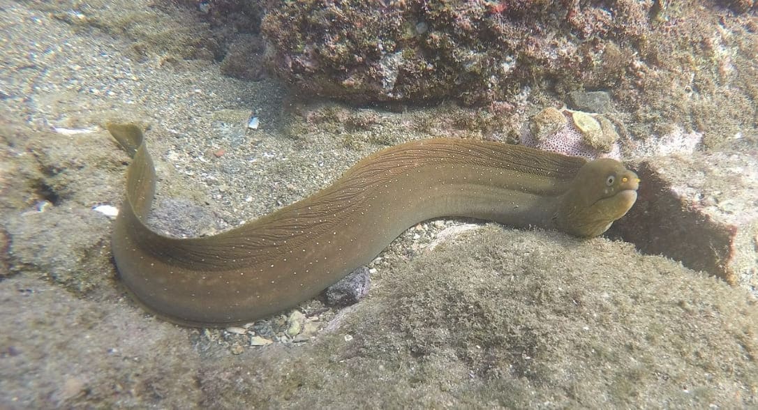 Freckled moray