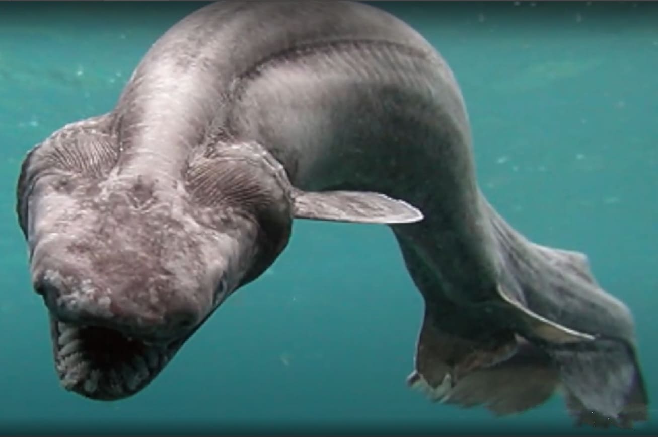 Frilled shark