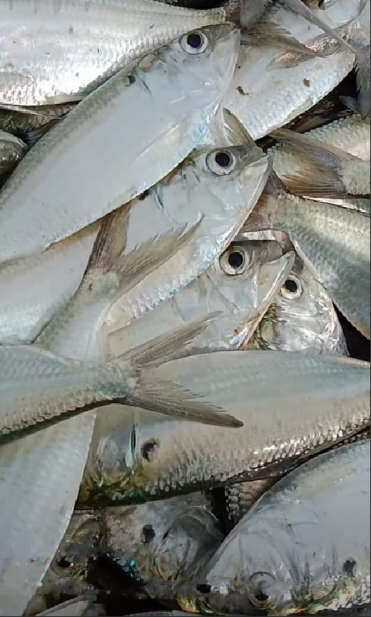 Fringescale sardinella