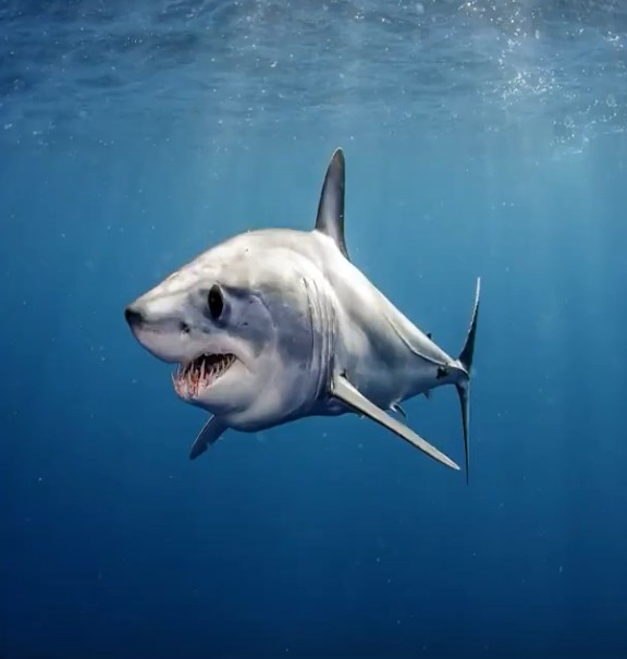 Ganges shark