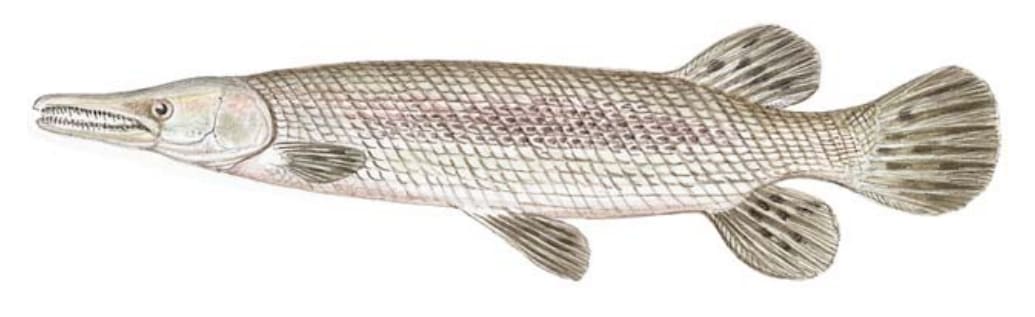 Gar, Alligator