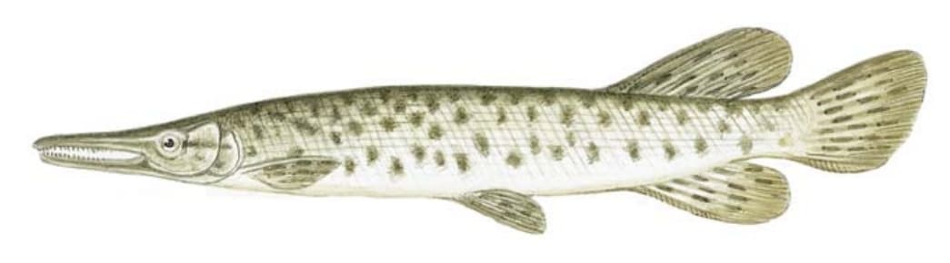 Gar, Florida