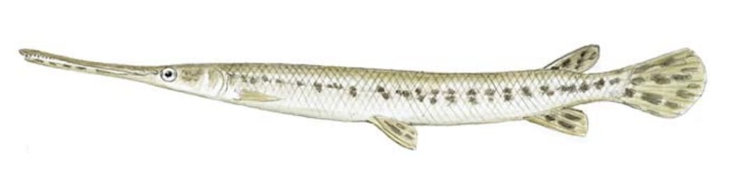 Gar, Longnose