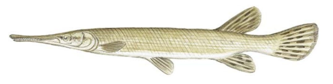 Gar, Shortnose