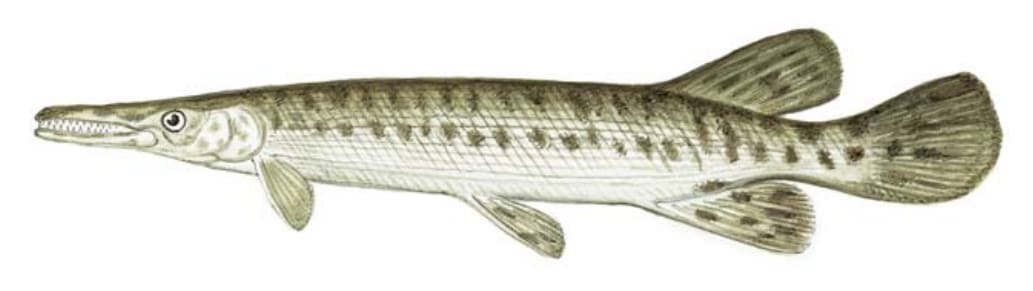 Gar, Spotted