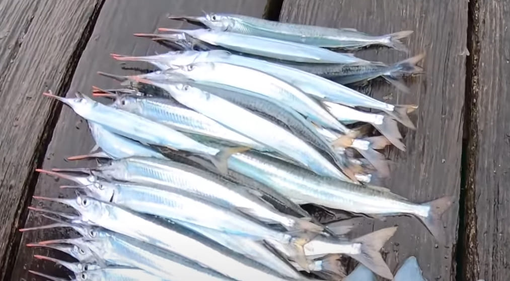 Garfish