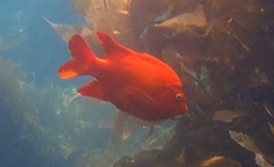 Garibaldi