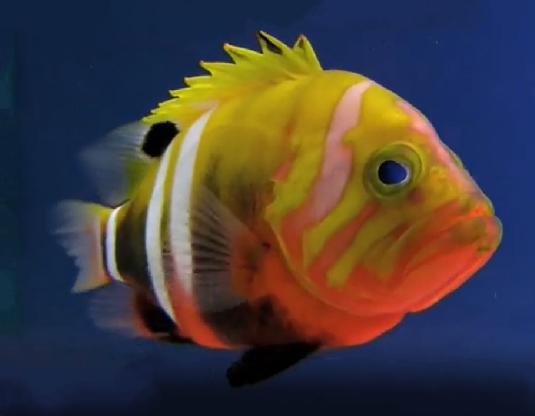Garish hind