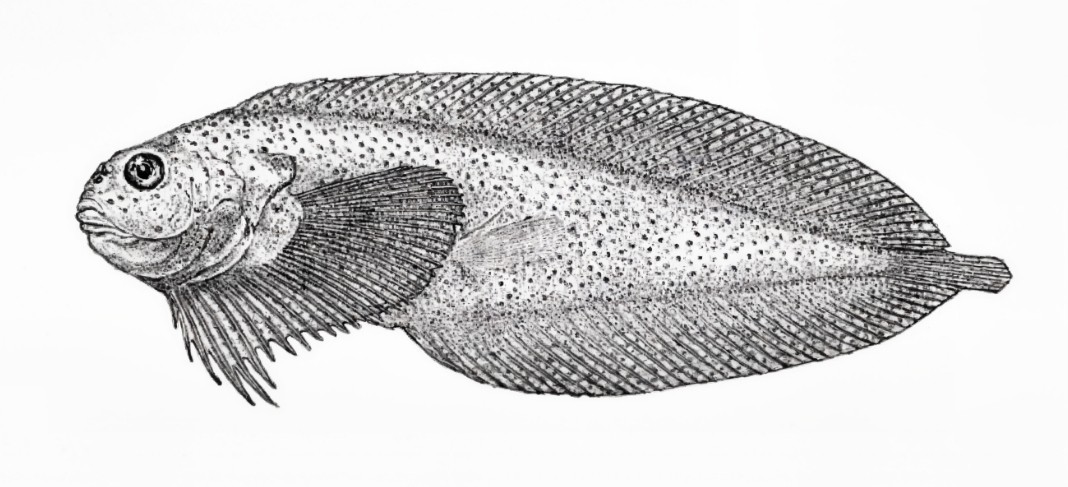 Gelatinous seasnail