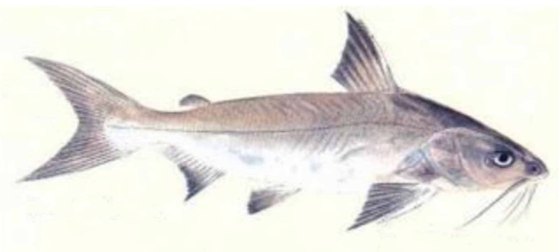 Giant catfish