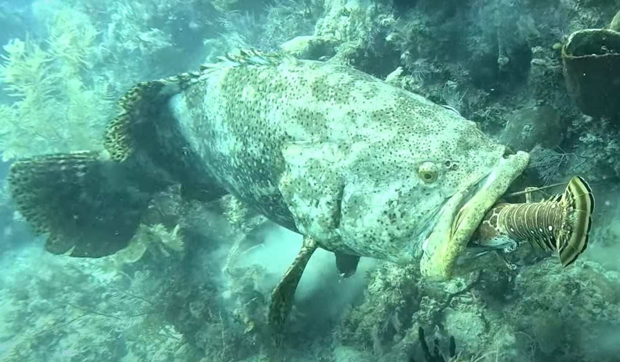 Giant grouper