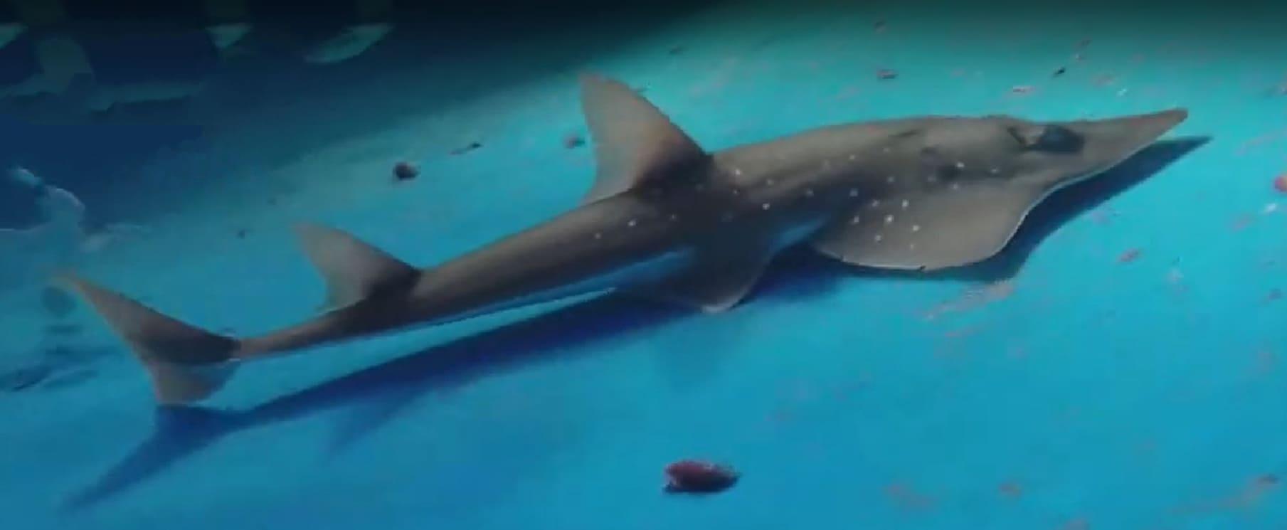 Giant guitarfish
