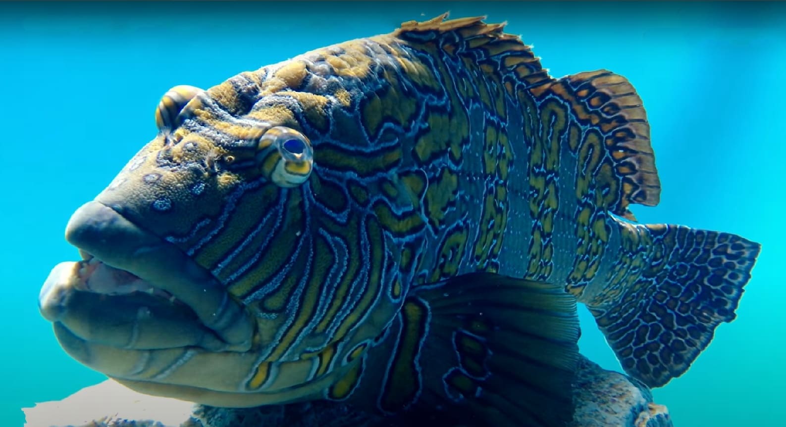 Giant hawkfish