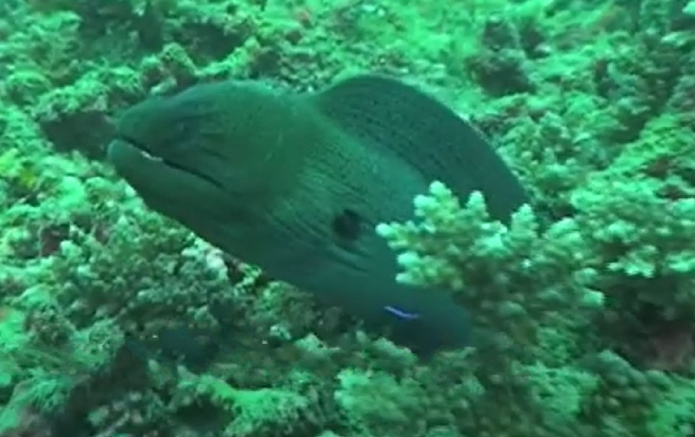 Giant moray