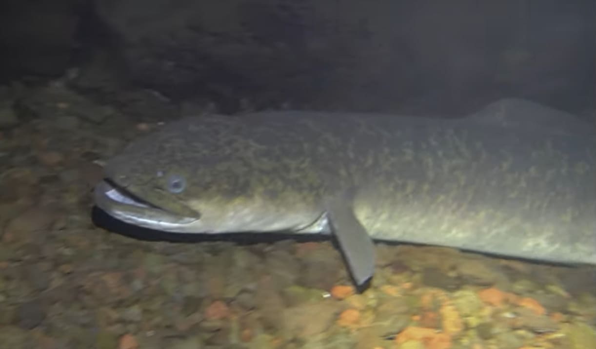 Giant mottled eel