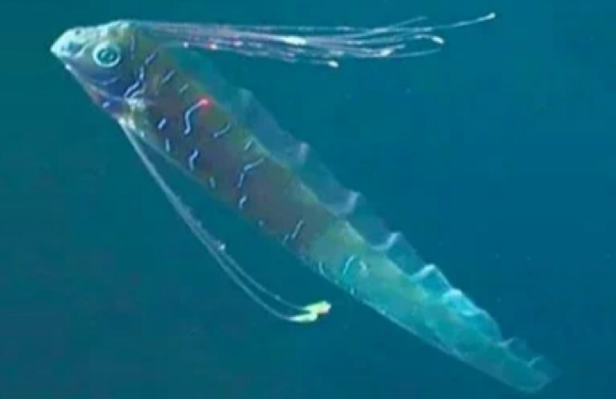 Giant oarfish