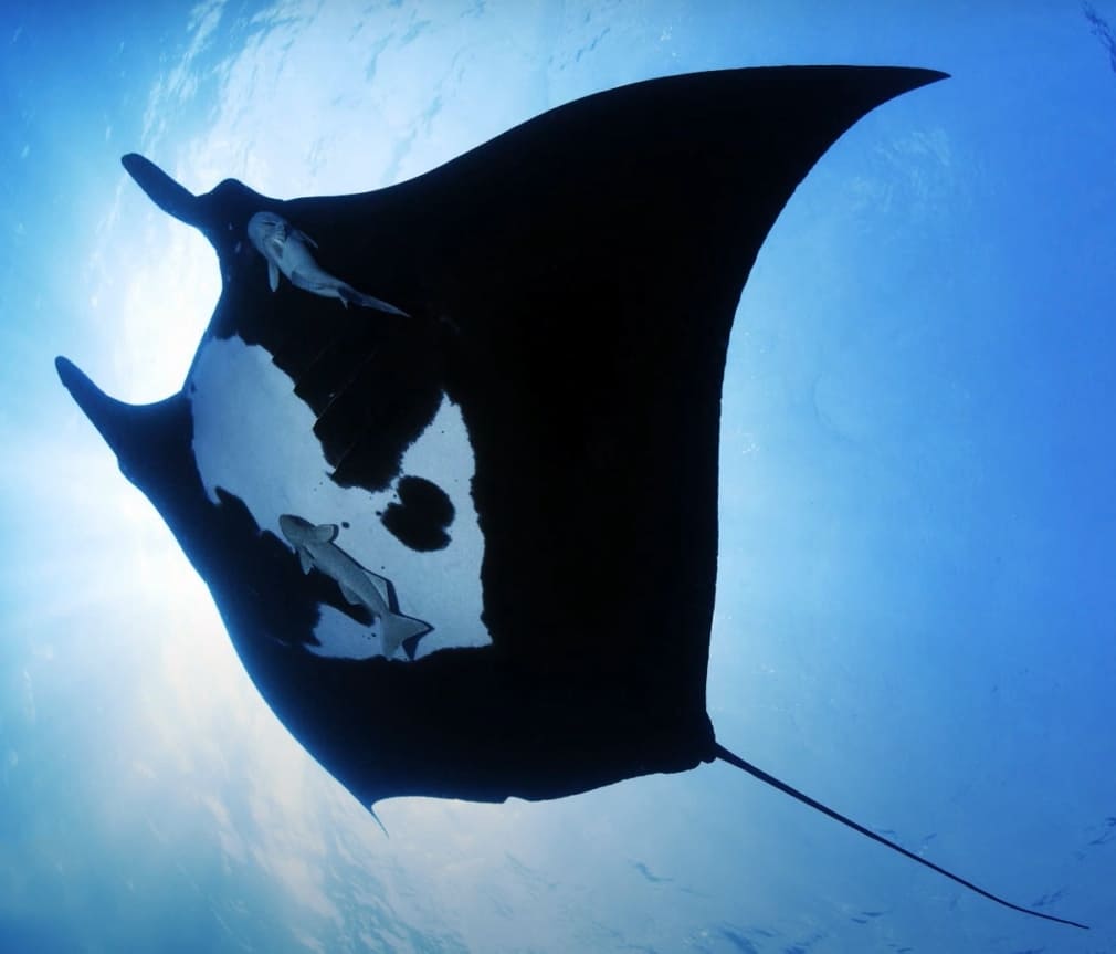 Giant oceanic manta ray
