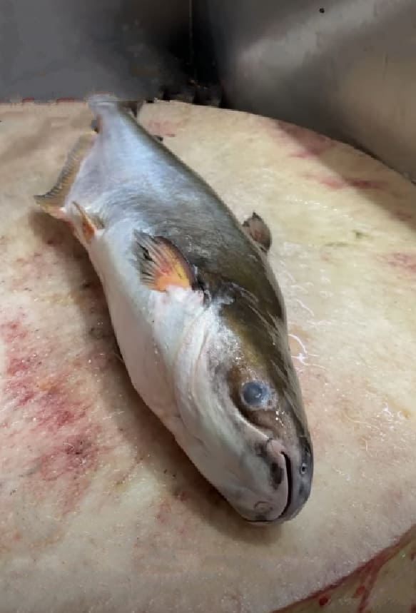 Giant sea catfish