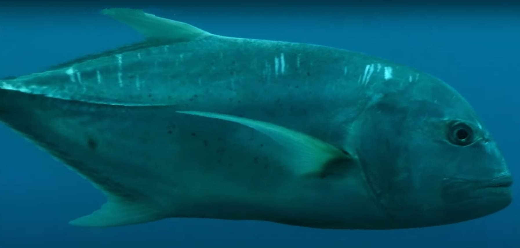 Giant trevally