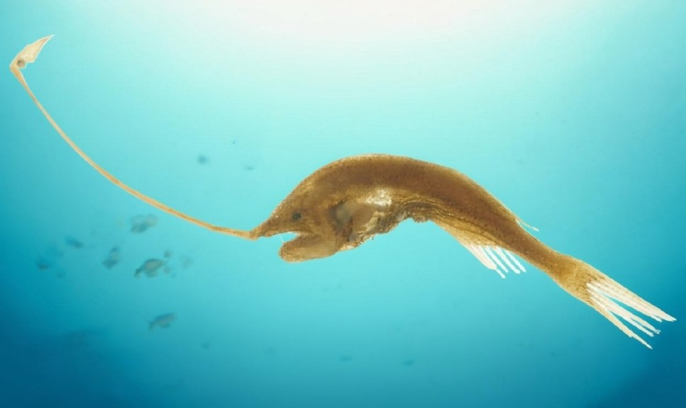 Gigantactis vanhoeffeni